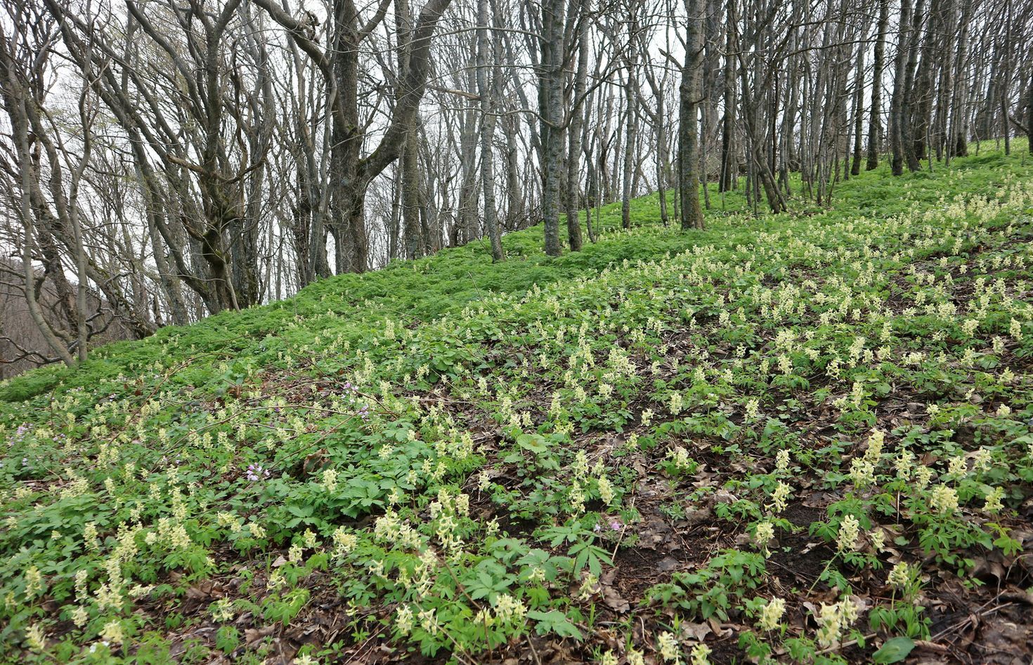 Гора Чубатая, image of landscape/habitat.