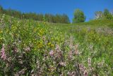 Васькино, image of landscape/habitat.