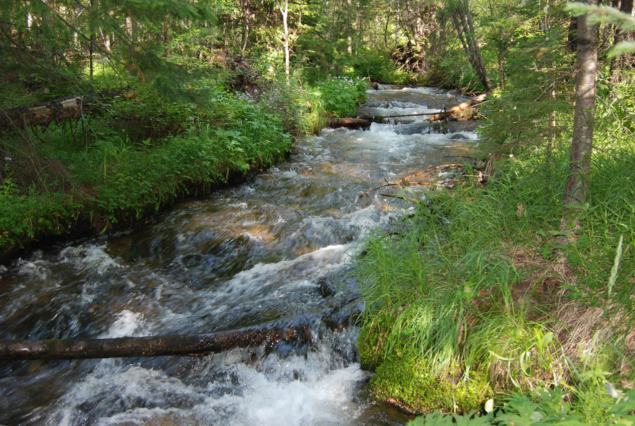 Ручей Гремячий, image of landscape/habitat.