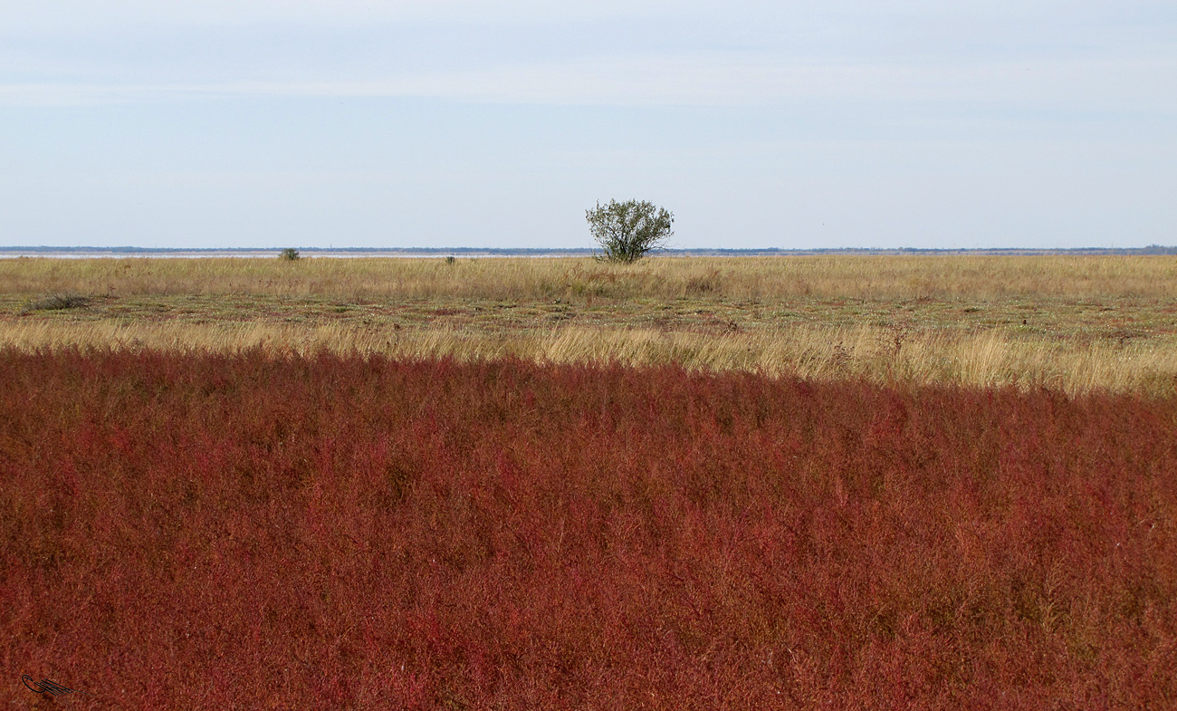 Котловина озера Кучукское, image of landscape/habitat.