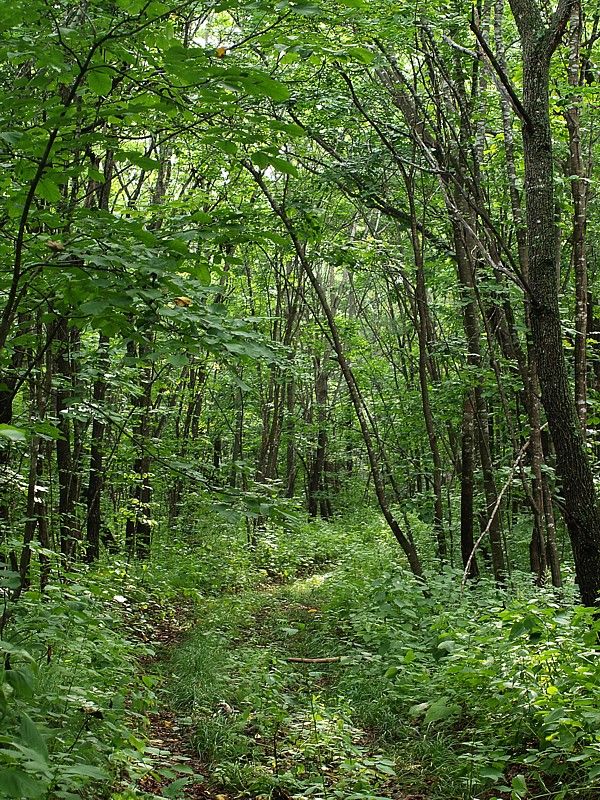 Кордон Карпадь, image of landscape/habitat.