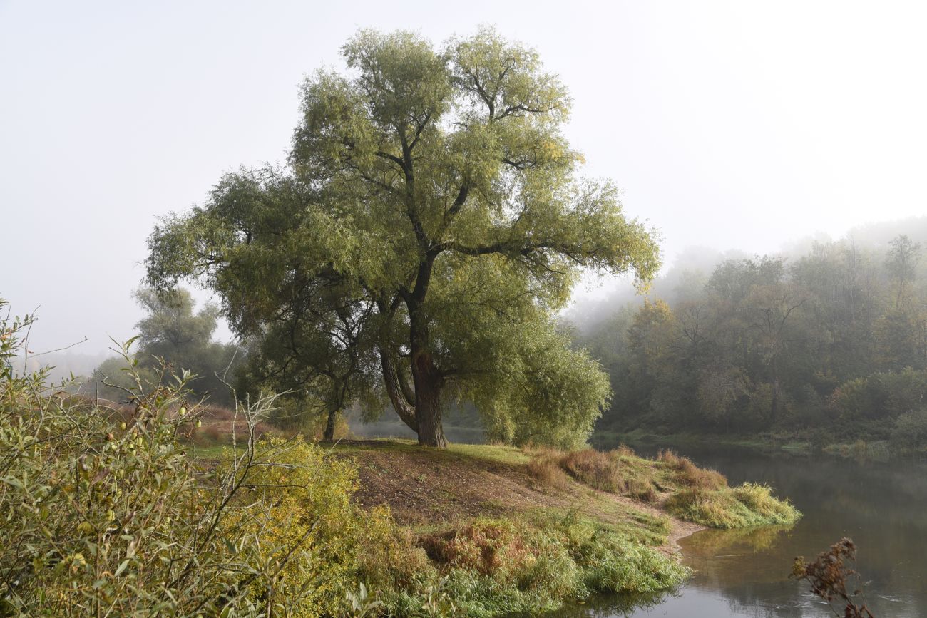 Окрестности устья ручья Исьма, image of landscape/habitat.