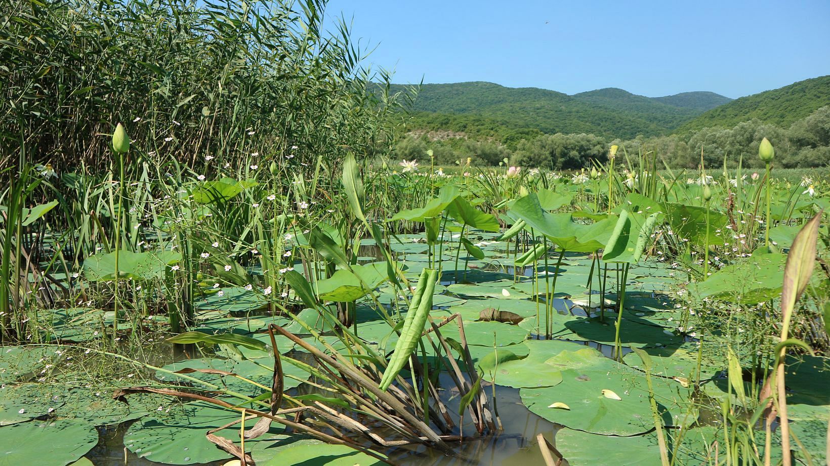 Долина реки Дюрсо, image of landscape/habitat.