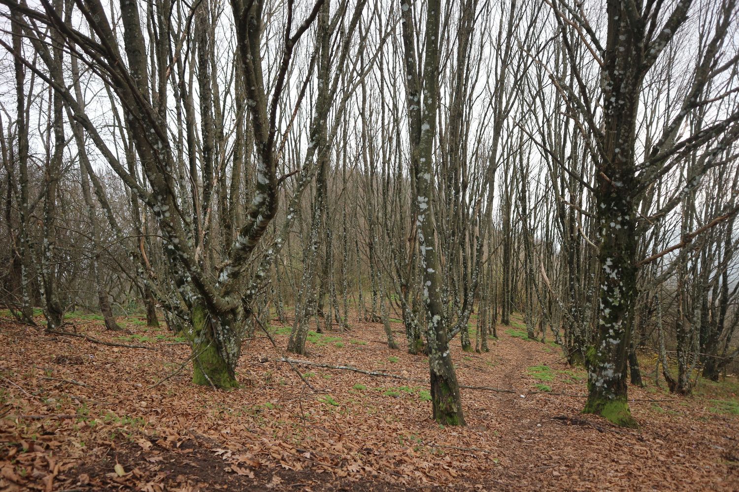 Гора Михайловка, изображение ландшафта.