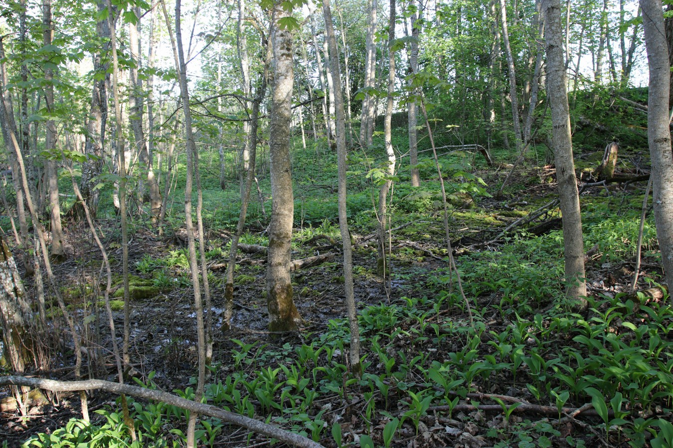 Вильповицы, image of landscape/habitat.