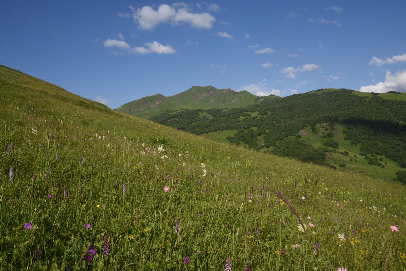 Лес между Хакмадой и Хочелдой, image of landscape/habitat.
