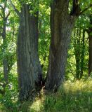 Нагорная дубрава «Улитинская», image of landscape/habitat.