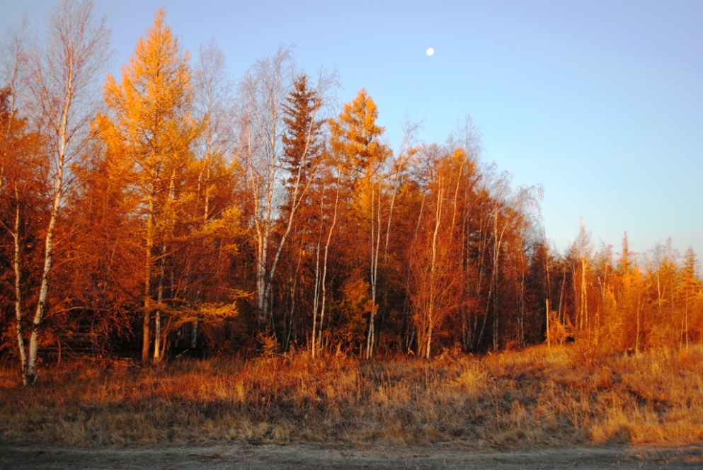 Лено-Вилюйская равнина, изображение ландшафта.