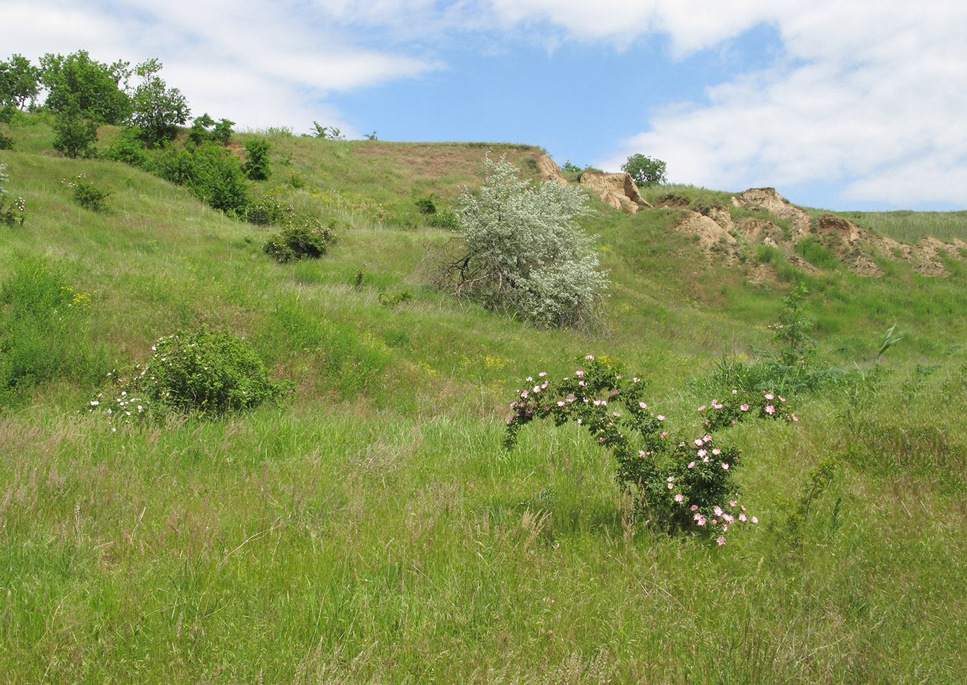 Дубовый Рынок, image of landscape/habitat.