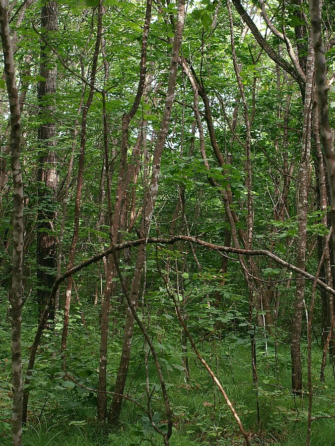 Кордон Карпадь, изображение ландшафта.