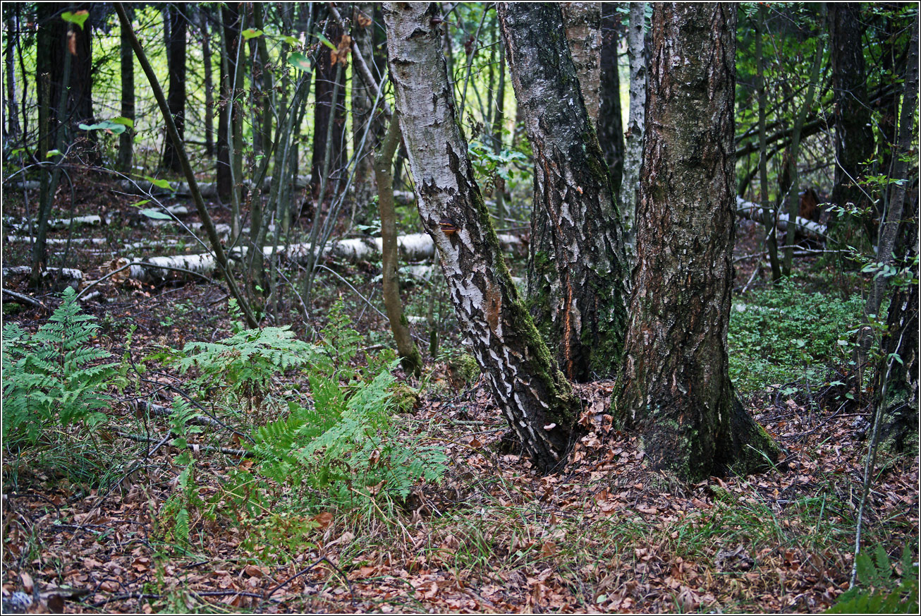 Окрестности Хрипани, image of landscape/habitat.