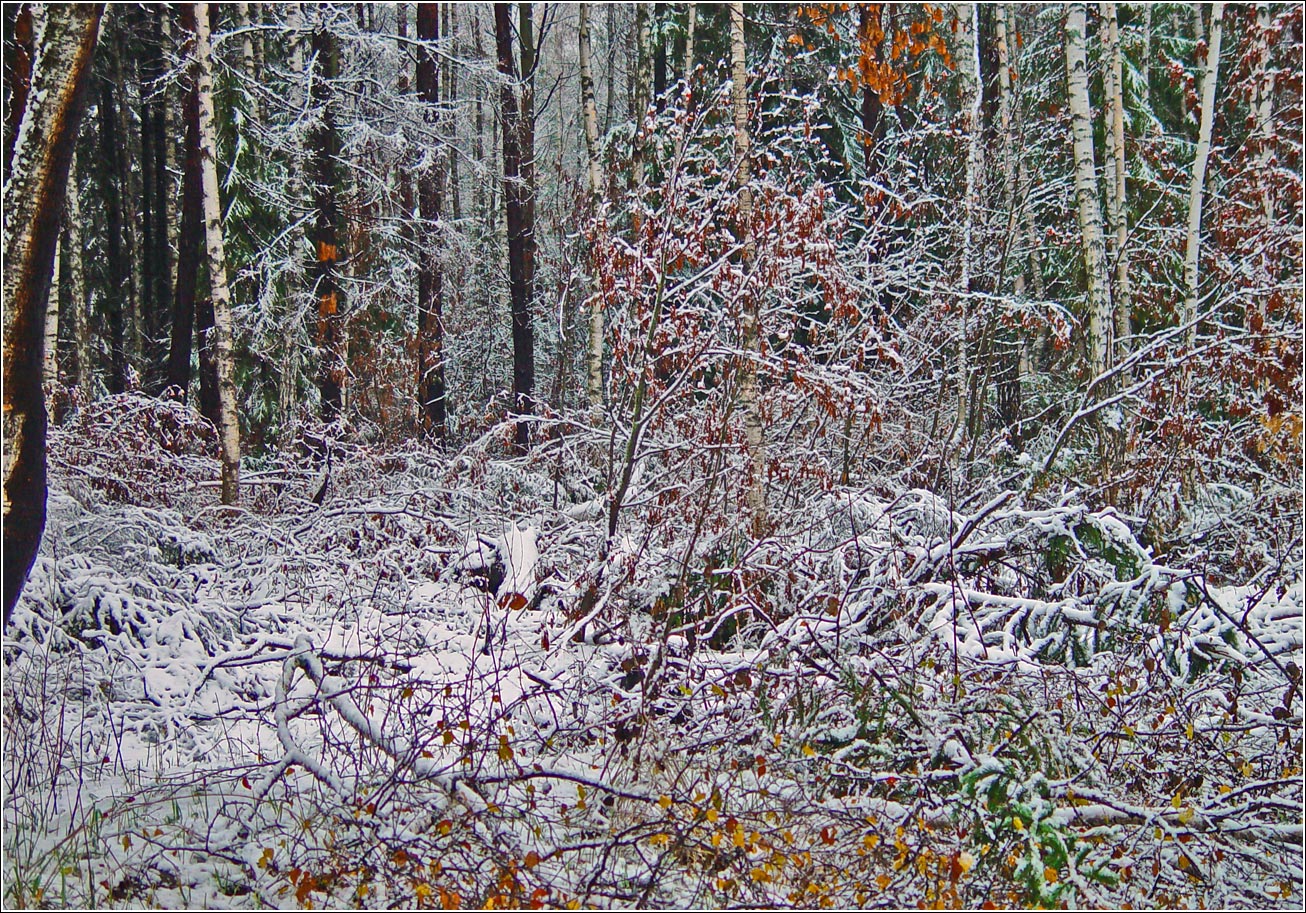 Окрестности Хрипани, image of landscape/habitat.
