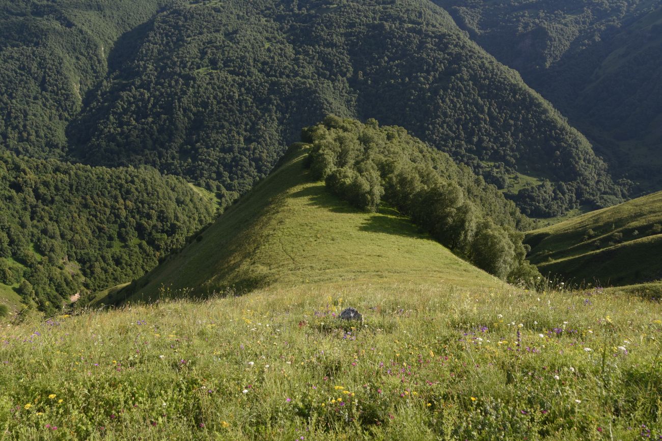 Лес между Хакмадой и Хочелдой, image of landscape/habitat.