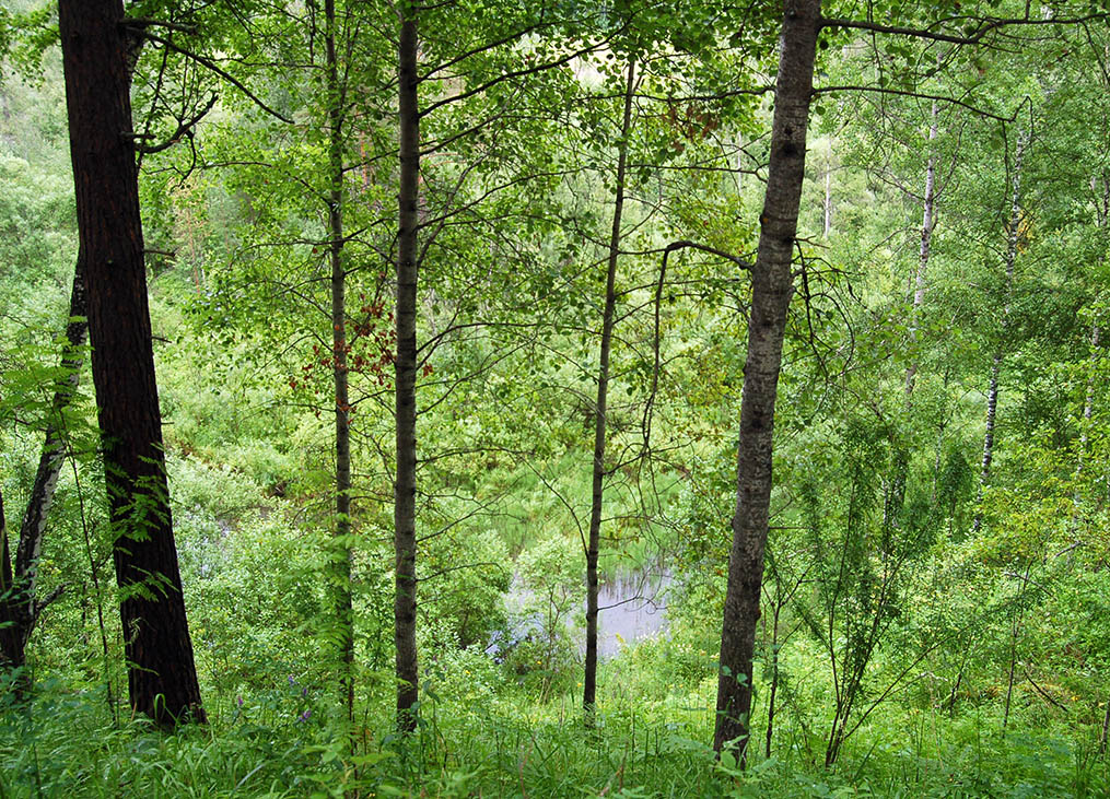 Мошковский район, image of landscape/habitat.