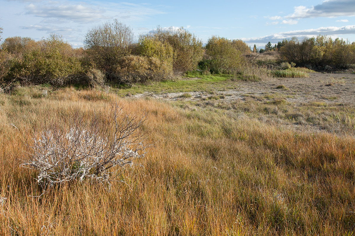 Окрестности Пудости, image of landscape/habitat.