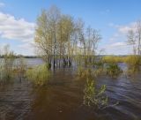 Закамск, image of landscape/habitat.