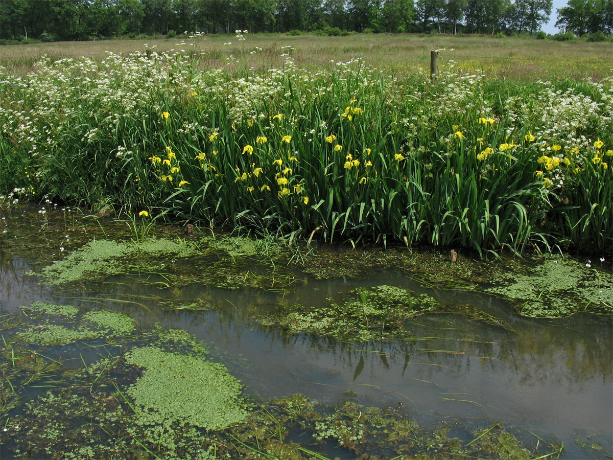 Норденвелд, image of landscape/habitat.