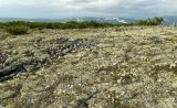 Водораздел Дукчи и Омчика, image of landscape/habitat.