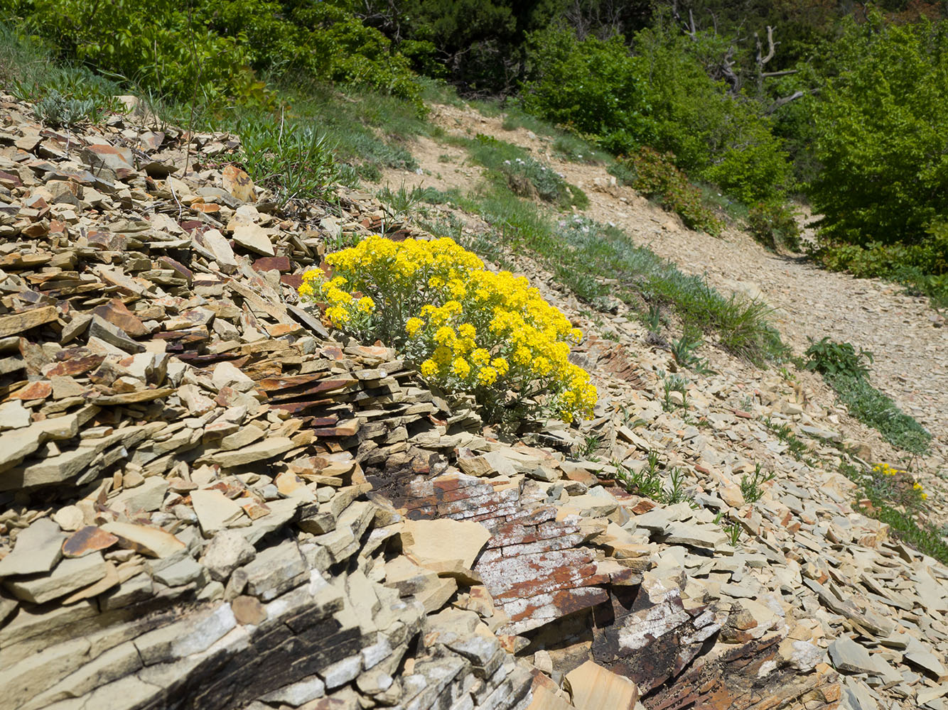 Большой Утриш, гора Солдатская, image of landscape/habitat.