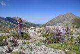 Image of landscape