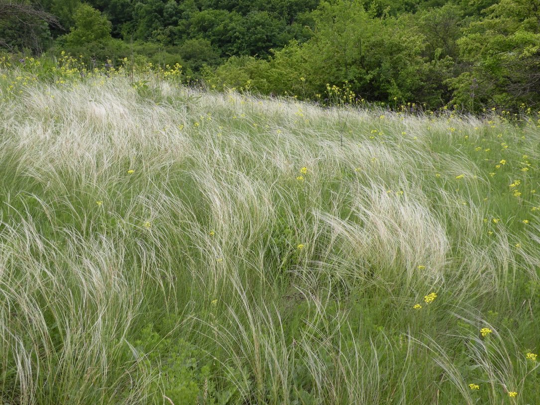 Верховья реки Самоткань, image of landscape/habitat.