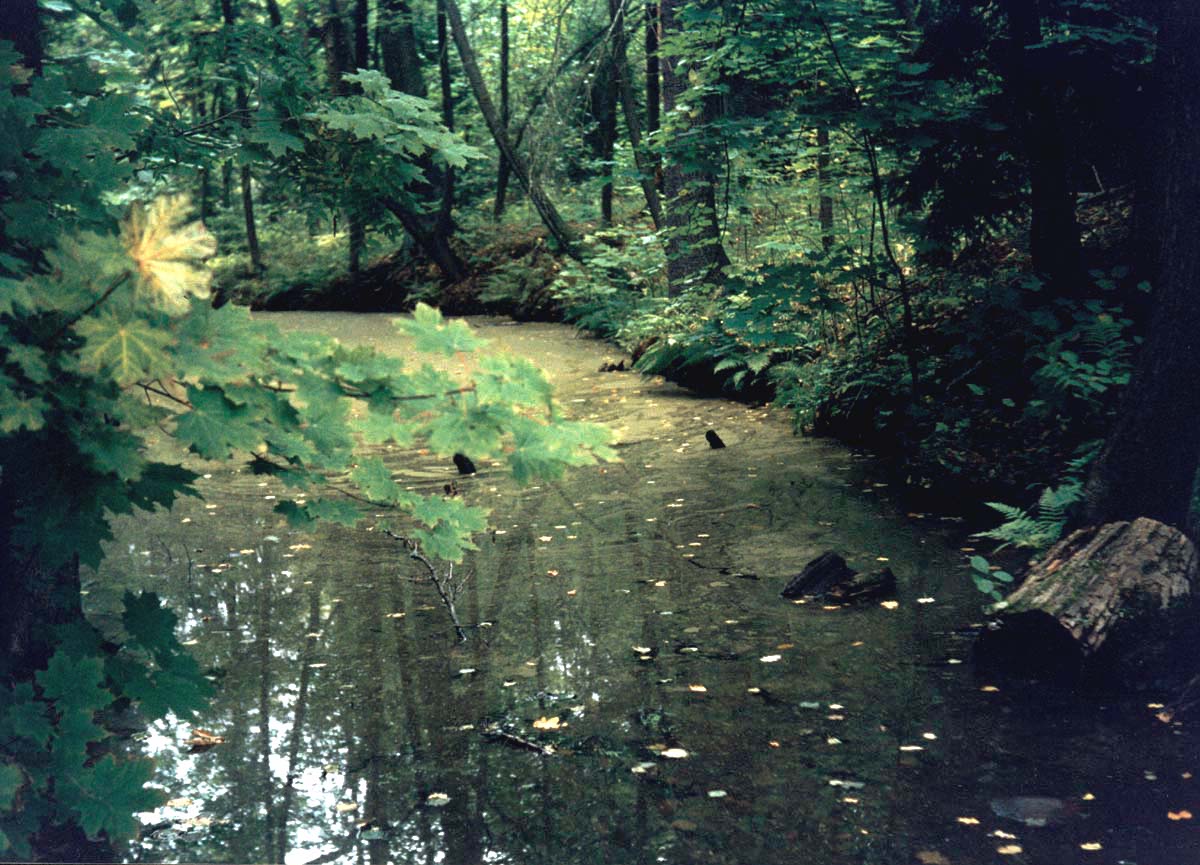 Парк "Сергиевка", image of landscape/habitat.