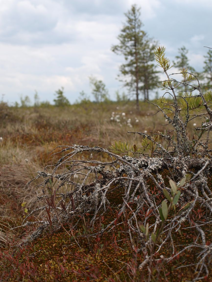 Болото Вязкий Мох, image of landscape/habitat.