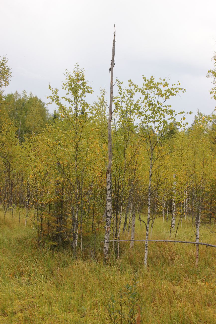 Бассейн реки Княжая, image of landscape/habitat.