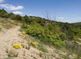 Большой Утриш, гора Солдатская, image of landscape/habitat.