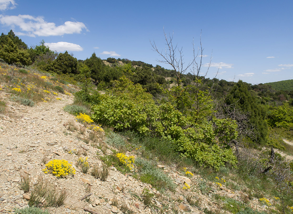 Большой Утриш, гора Солдатская, image of landscape/habitat.