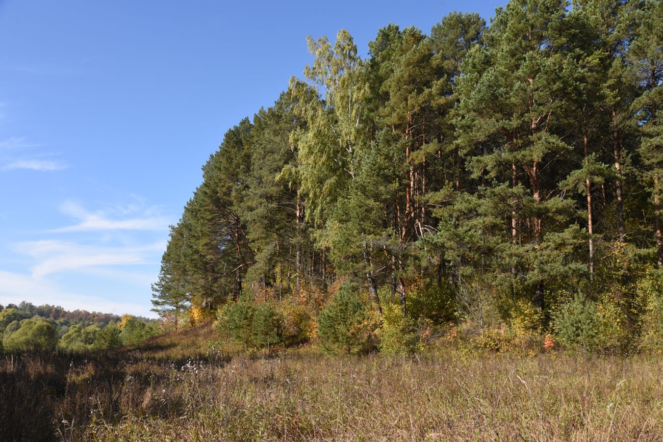 Окрестности деревни Дедюевка, image of landscape/habitat.