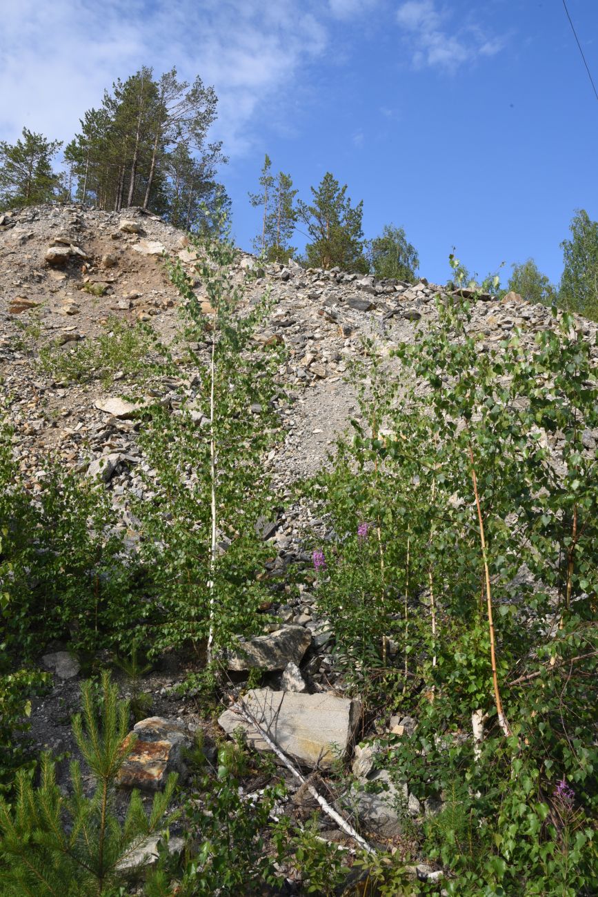 Гора Слюдяная, image of landscape/habitat.