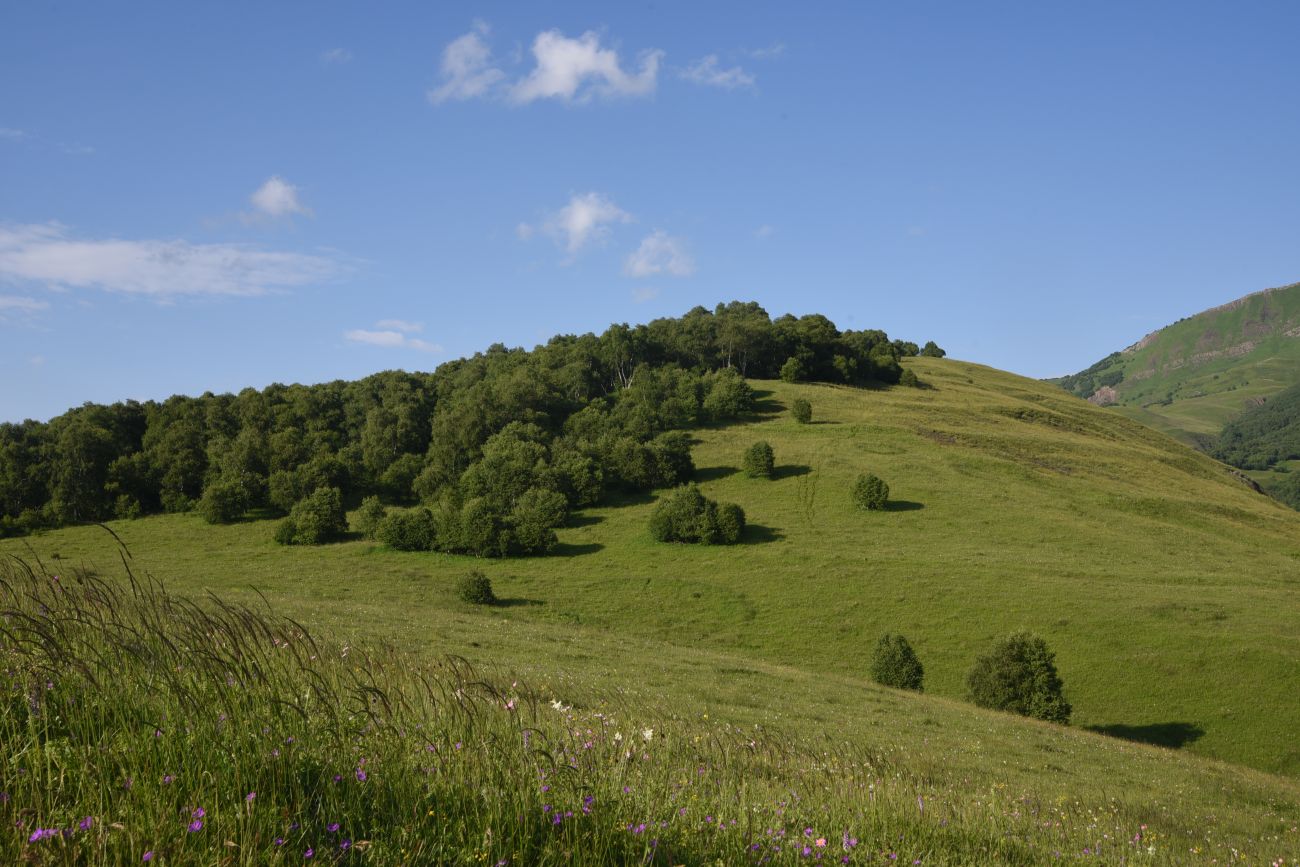 Лес между Хакмадой и Хочелдой, image of landscape/habitat.