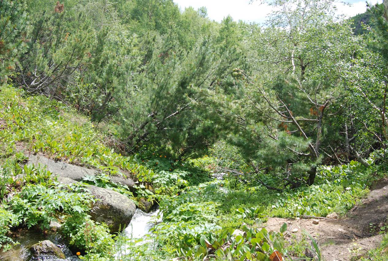 Ручей Снежный, image of landscape/habitat.