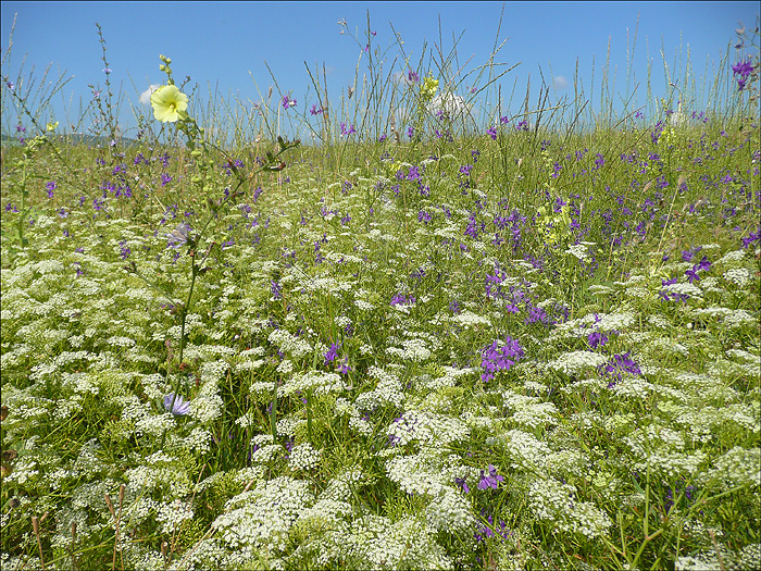 Окрестности Суджукской лагуны, image of landscape/habitat.