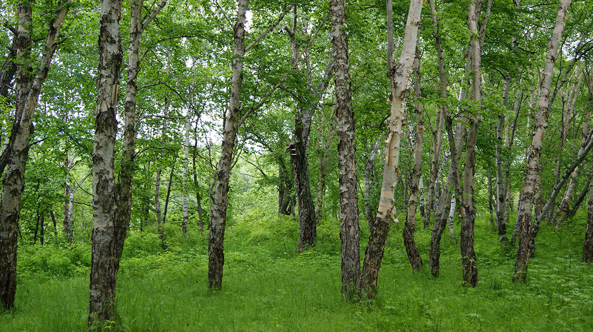 Среднее течение реки Авача, image of landscape/habitat.