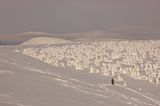 Окрестности поселка Велс, image of landscape/habitat.