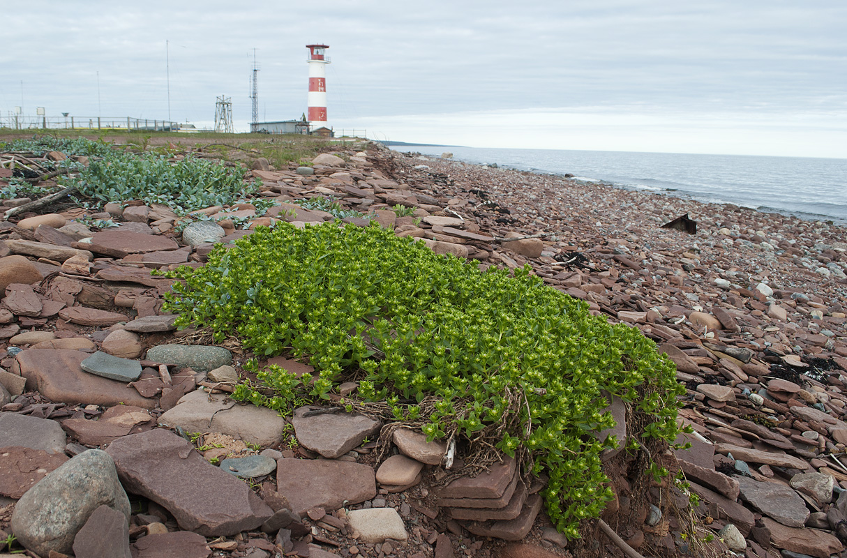 Кашкаранцы, image of landscape/habitat.