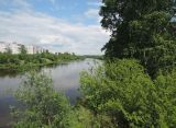 Орехово-Зуево и окрестности, image of landscape/habitat.