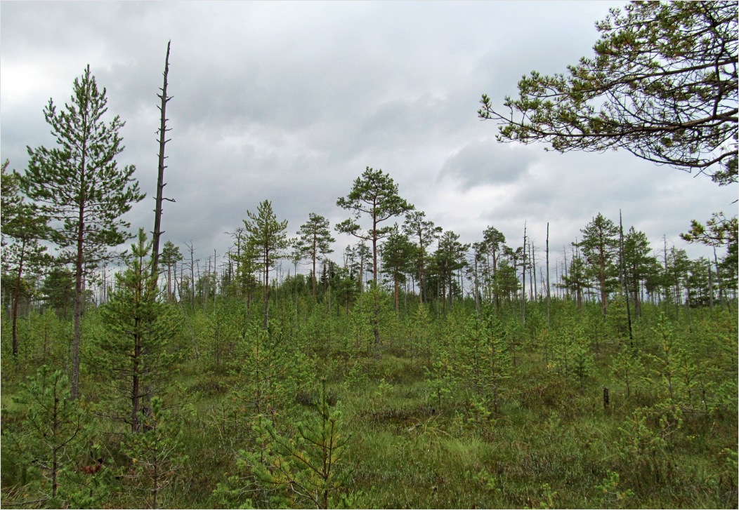 Пелецкий Мох, image of landscape/habitat.