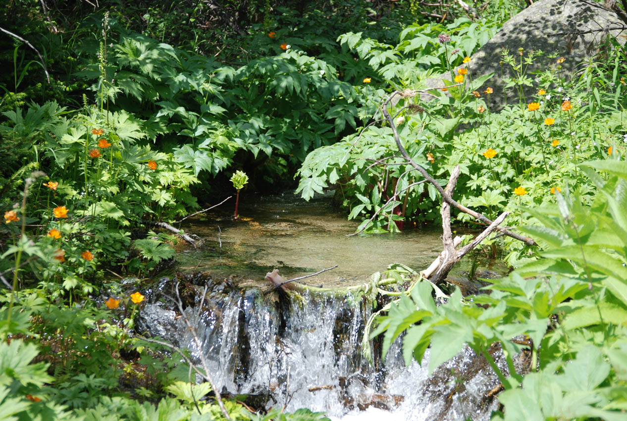 Ручей Снежный, image of landscape/habitat.