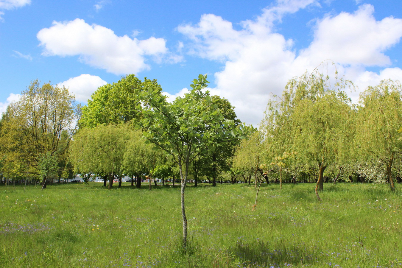 Парк Грековой, изображение ландшафта.