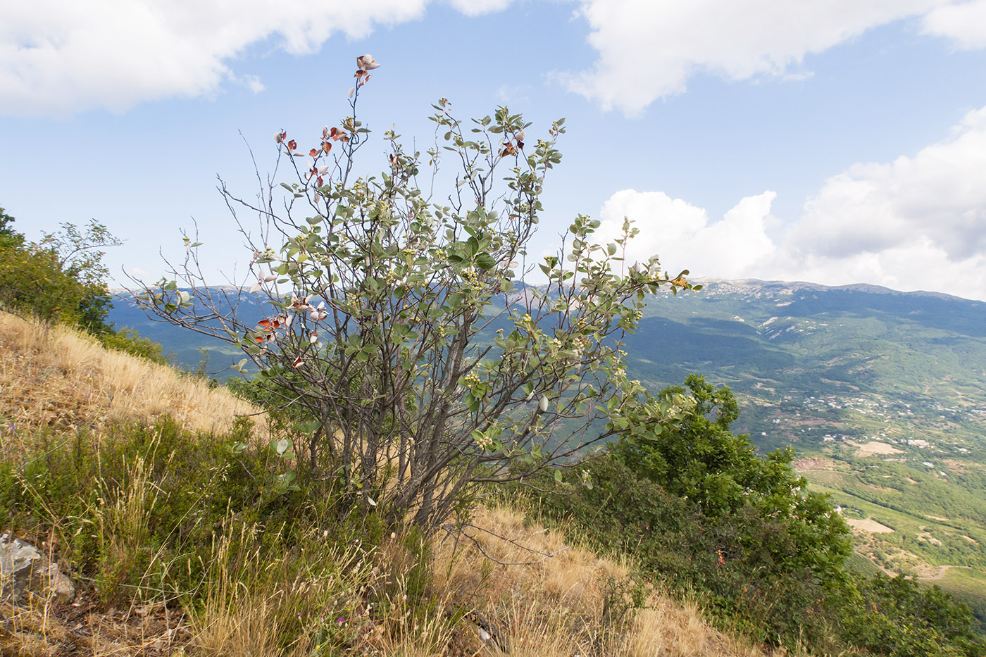 Аюдаг, image of landscape/habitat.