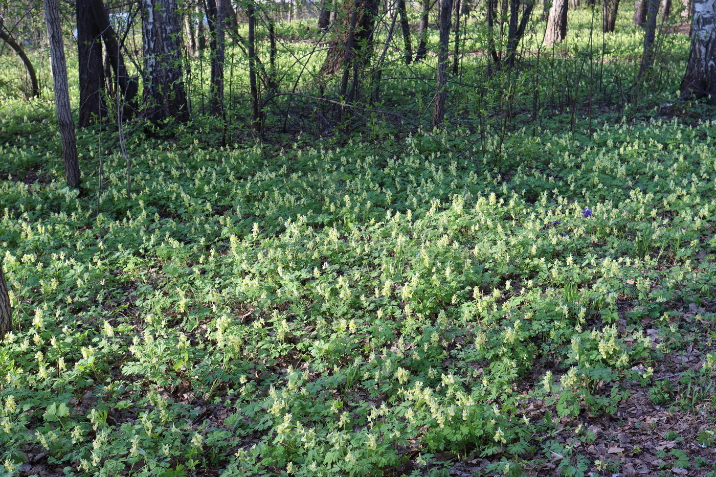 Академгородок, image of landscape/habitat.