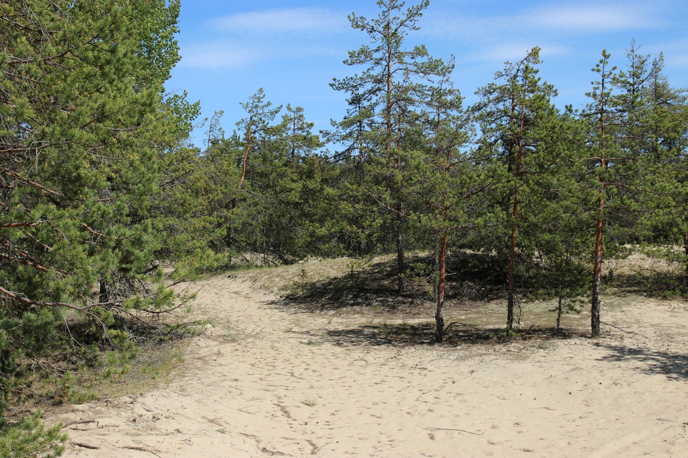 Окрестности деревни Выбье, image of landscape/habitat.