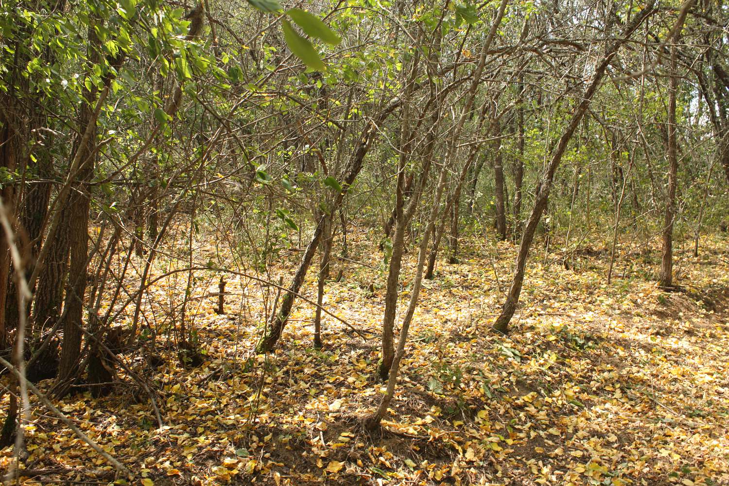 Крымский геологический полигон, image of landscape/habitat.