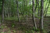 Урочище Бокши, image of landscape/habitat.