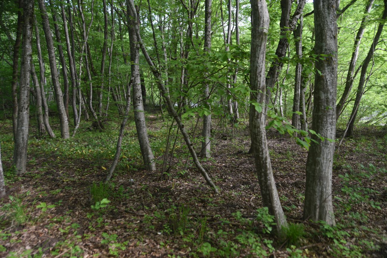 Урочище Бокши, image of landscape/habitat.
