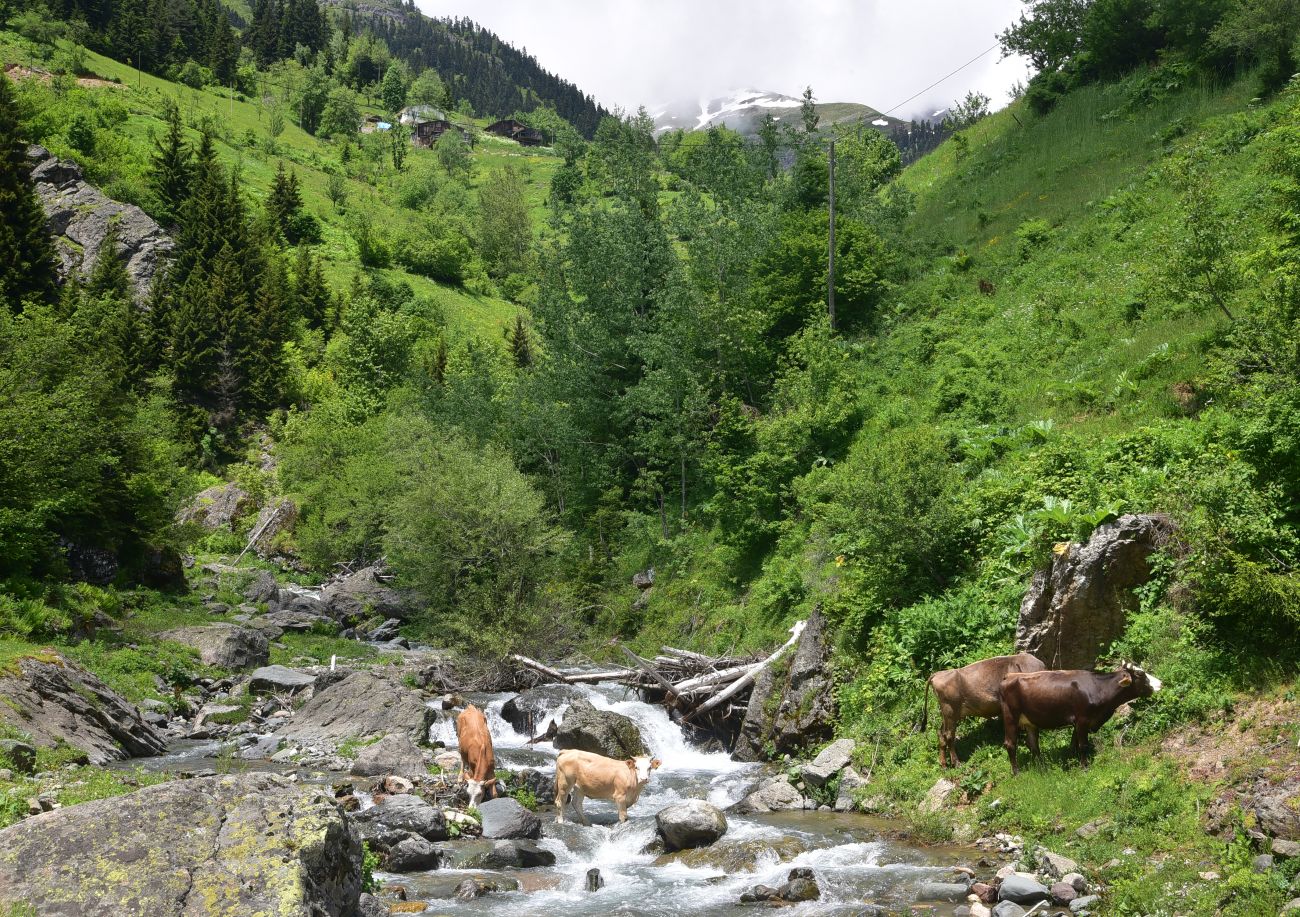 Кашикли, image of landscape/habitat.