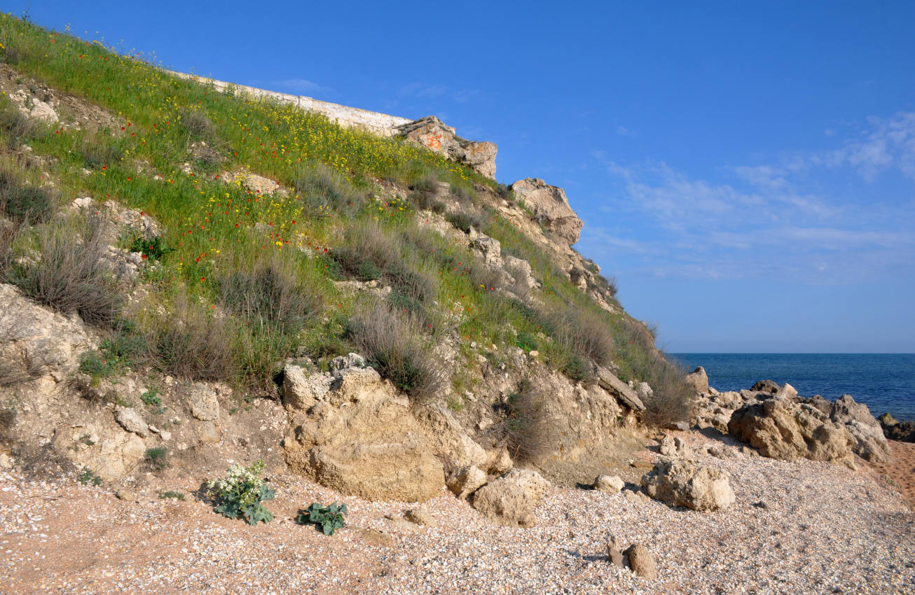 Бухта Морской Пехоты, image of landscape/habitat.